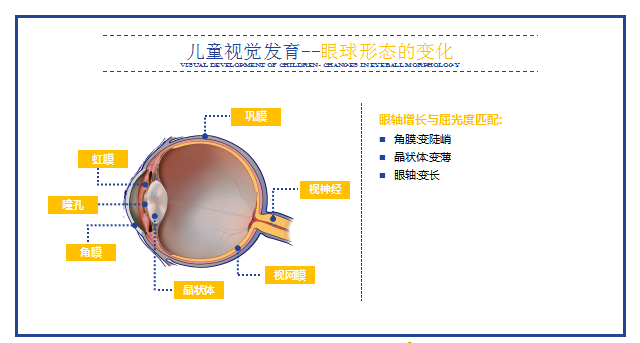 1622019871752195.png 1.眼部的结构.png